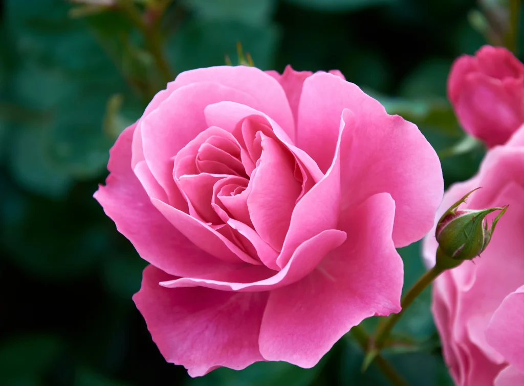 Rosas 2 svg%3E