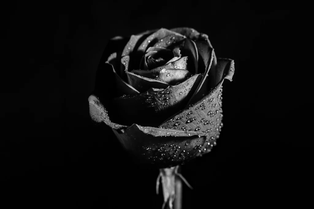 Rosas 3 svg%3E