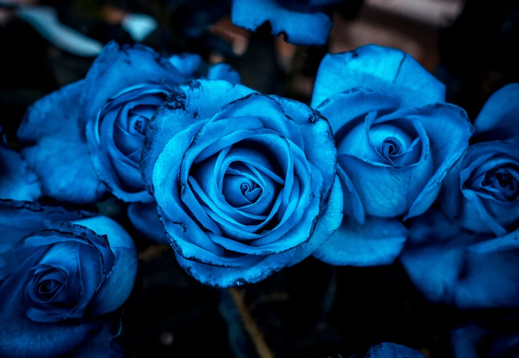 Rosas 4 rosa azul