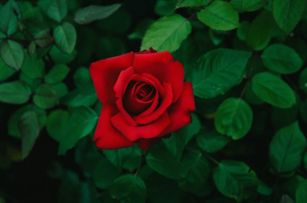 Rosas 6 svg%3E