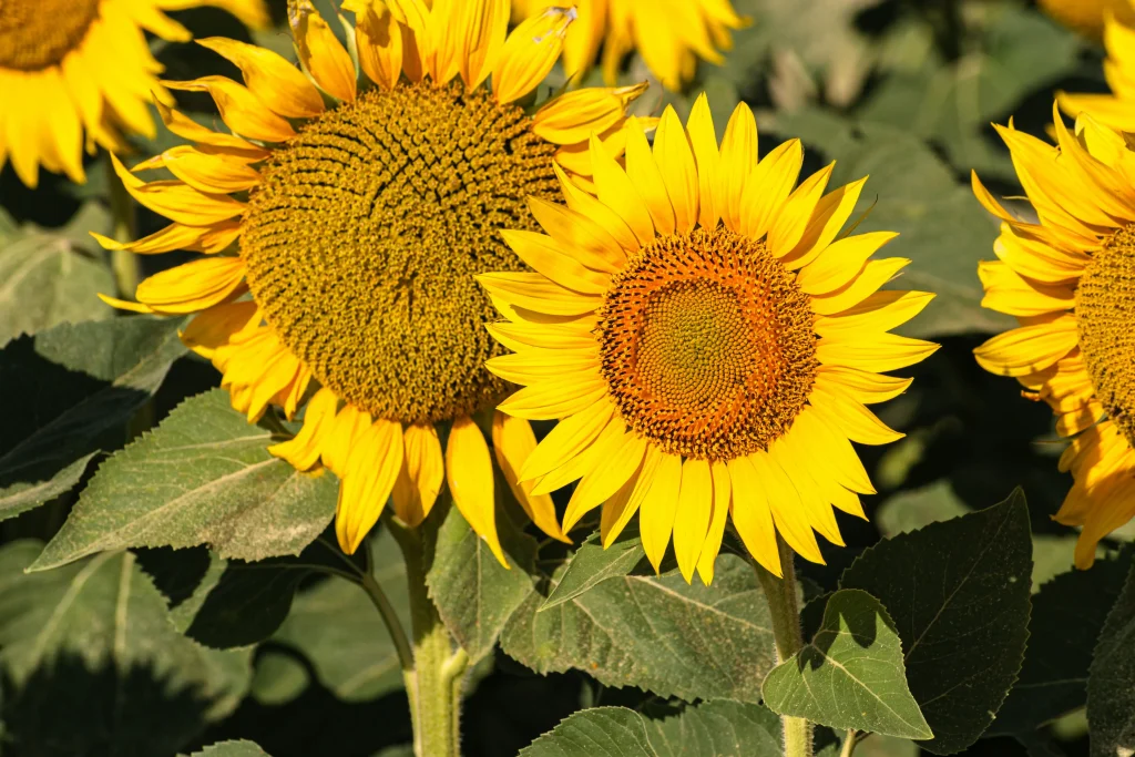 Girasoles 2 tipos de girasoles ornamentales y gigantes