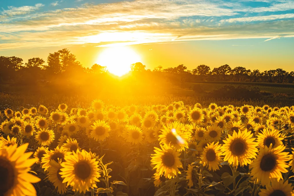 Girasoles 5 girasoles en jardín con luz solar directa