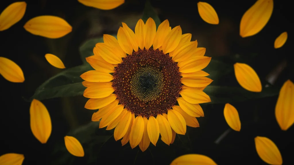 Girasoles 3 flor de girasol amarillo en primer plano